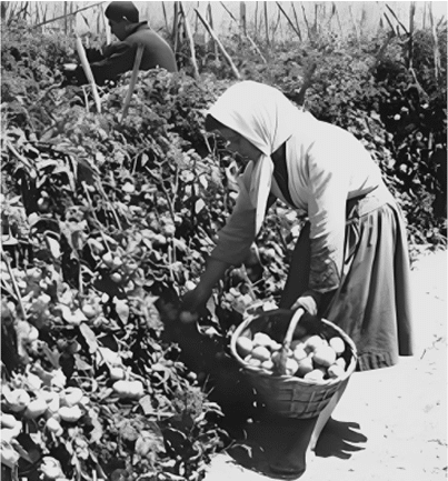 Agricultores trabajando en los campos de Roquetas de Mar en la década de 1950